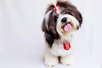  Les Compagnons Bienveillants : Animaux de Thérapie et d'Assistance