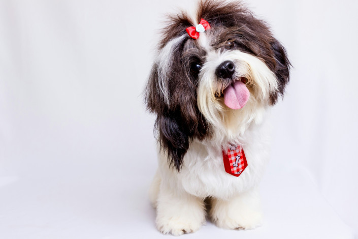les-compagnons-bienveillants-animaux-de-therapie-et-dassistance