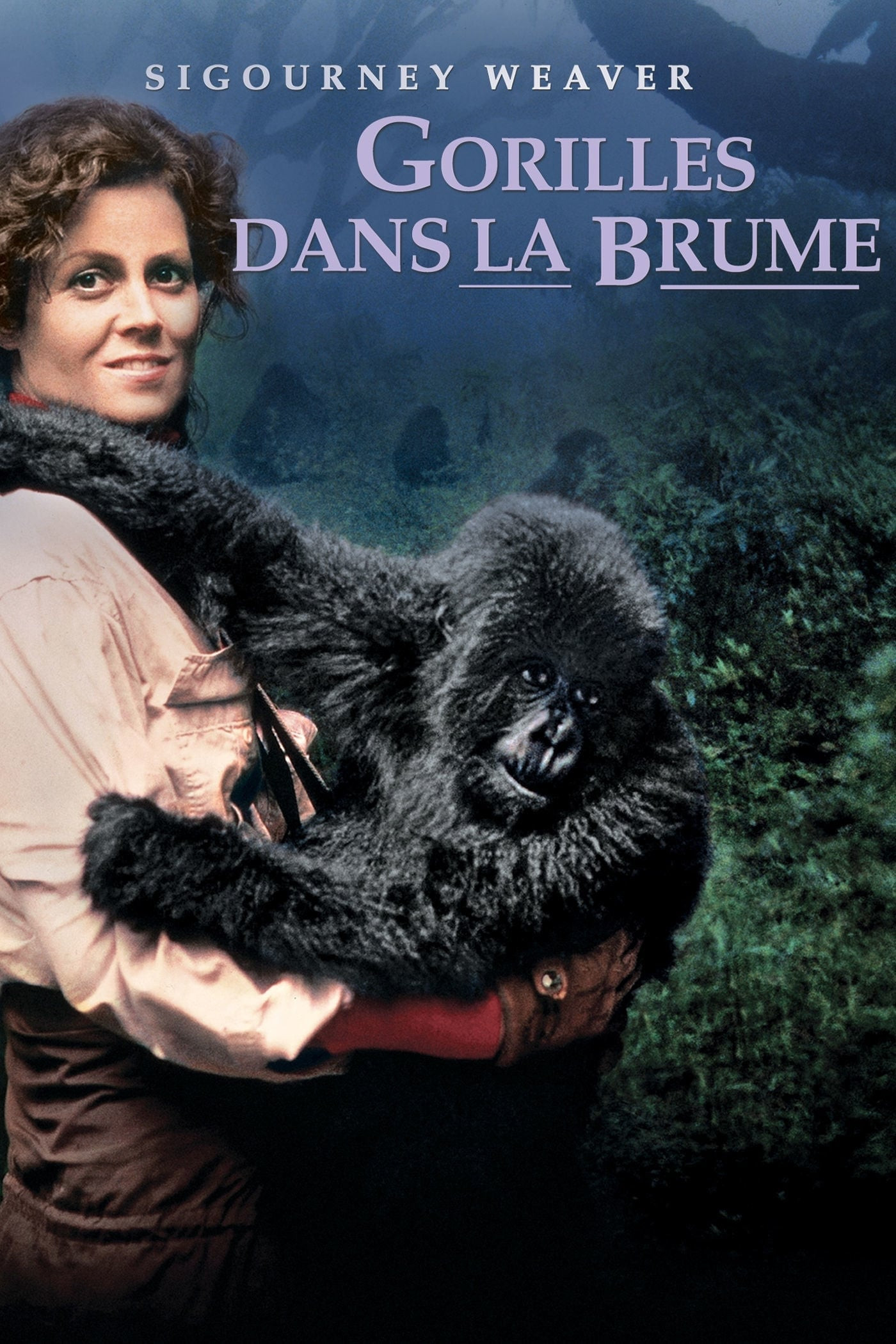 gorilles-dans-la-brume
