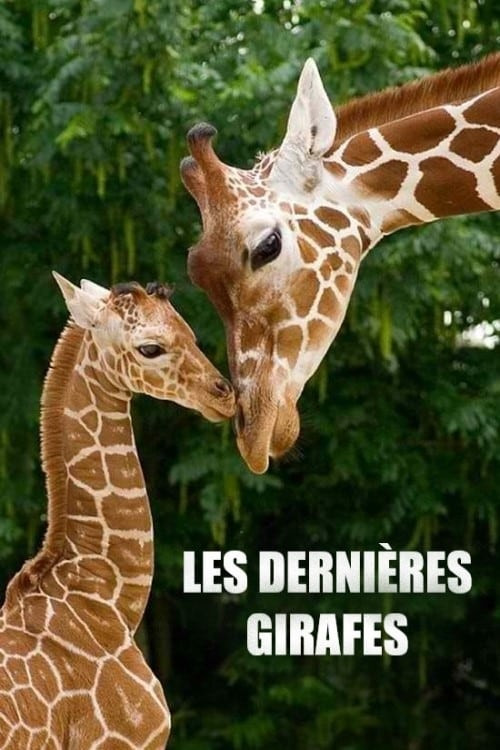 les-girafes