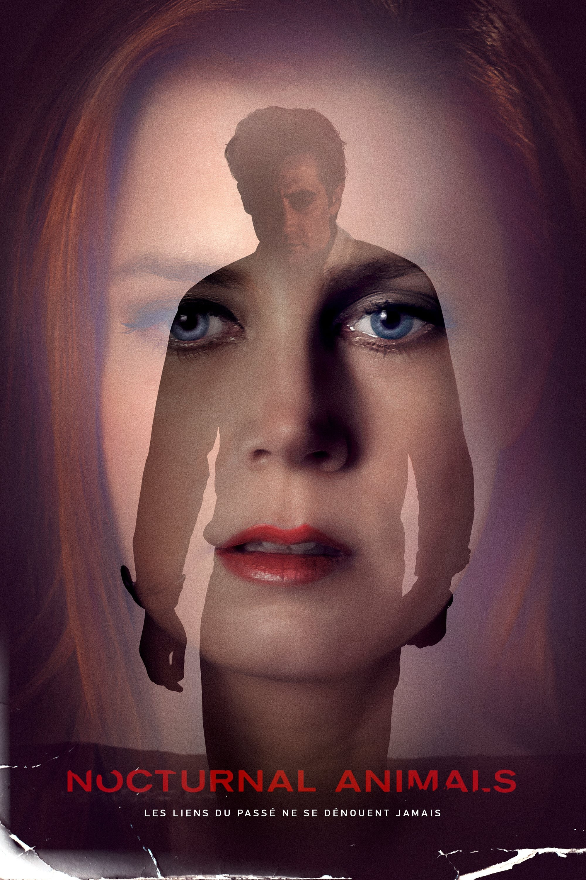 nocturnal-animals